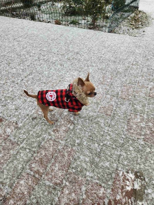 Кекс запрошує на вязку