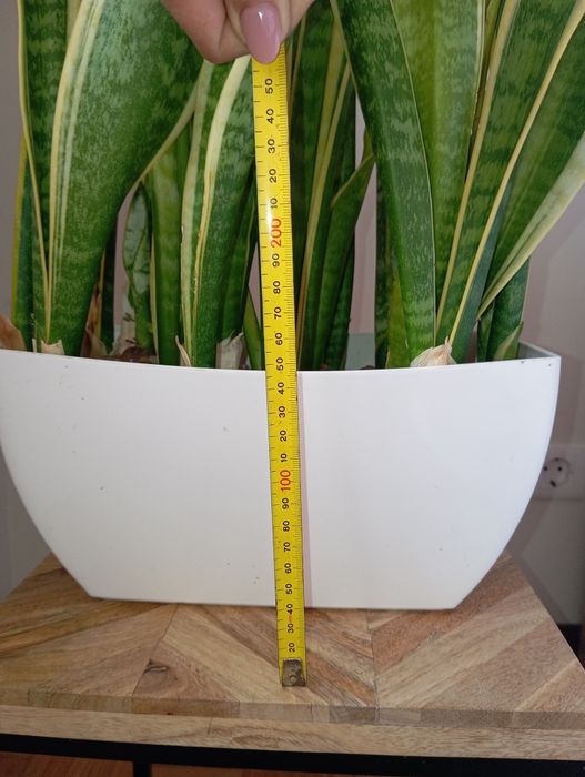 Planta + vaso raro
