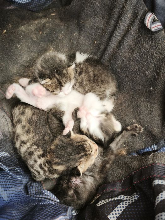 Котенята віддам безкоштовно, котята
