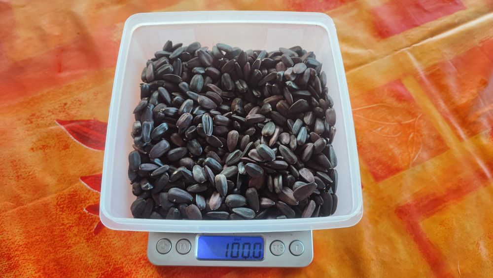 Sementes de Girassol do Produtor — Para Semear ou Alimentar Pássaros