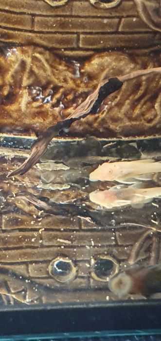 Zbrojnik Ancistrus  Green Dragon i Green Dragon albino krótka płetwa