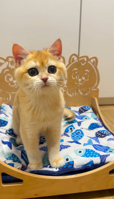 Лагідний грайливий мурчун