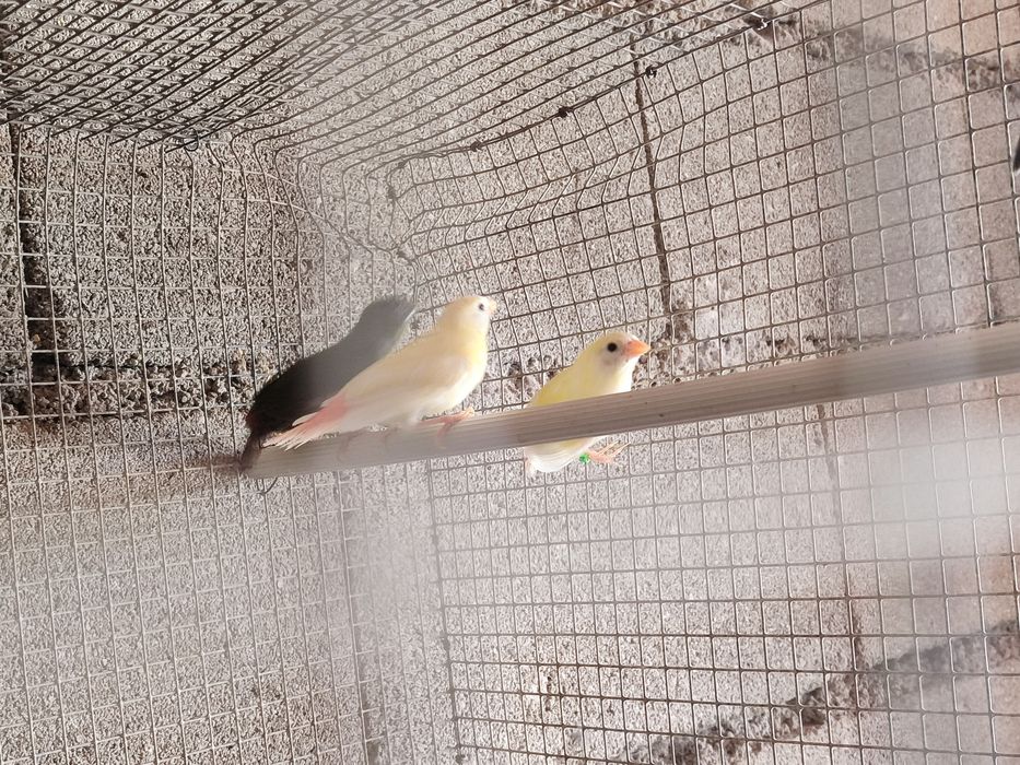 Tricolor amarelo