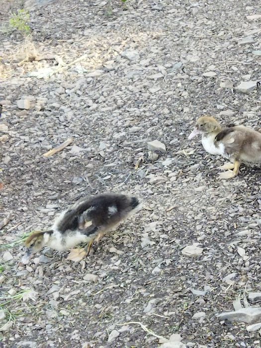 Patinhos mudos criados no campo