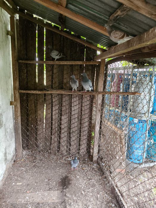 Gołębie pocztowe 2025rok