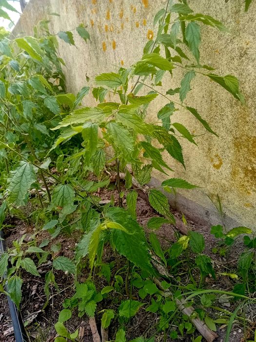 Arvore Lódão bastardo celtis Australis