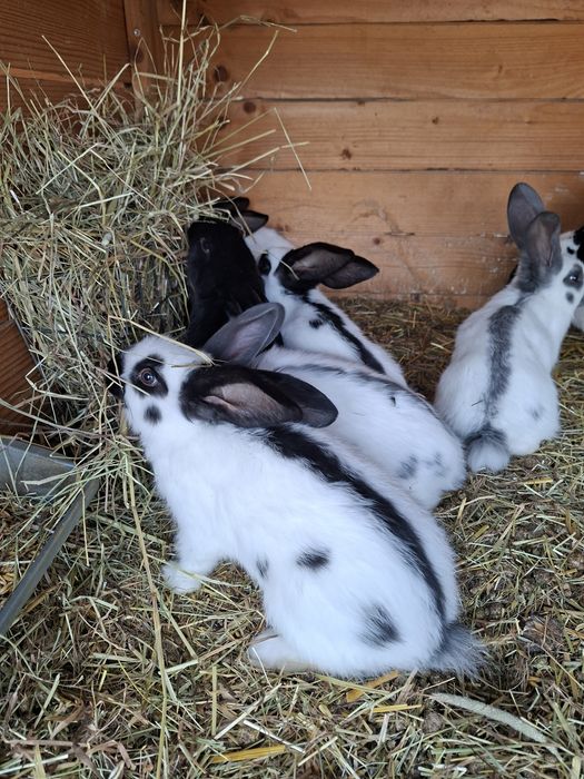 Młode kroliki srokacz Niemiecki krole osc osn po rodowitych krolikach