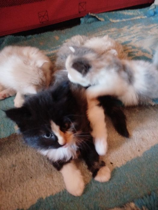 Kotka norweska -do rezerwacji