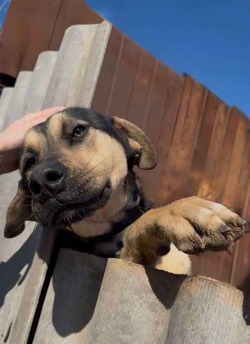 Дві собачки, молоді , щеплені , стерилізація