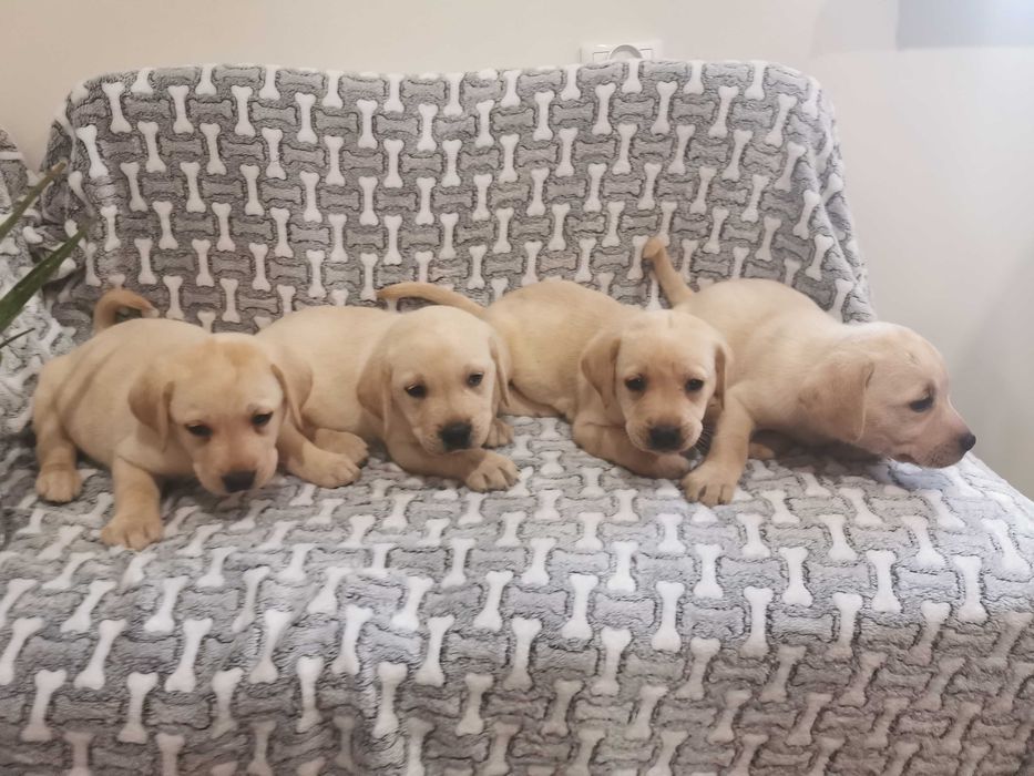 Labrador piesek biszkoptowy