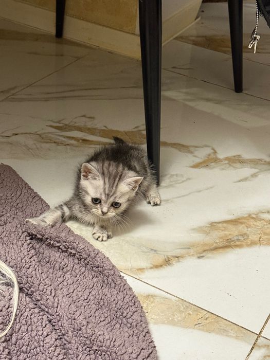 Шотландські кошенята
