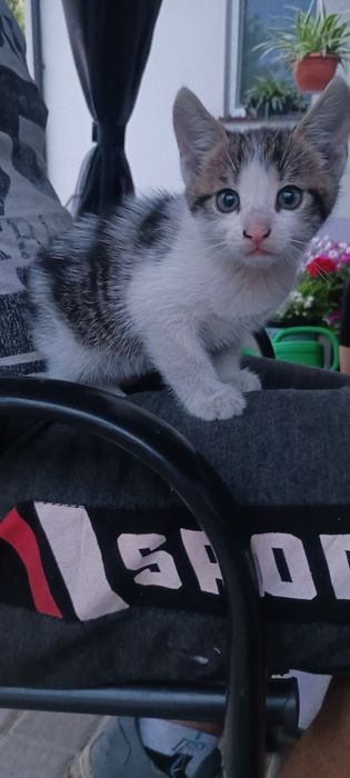 Oddam kotka w dobre ręce