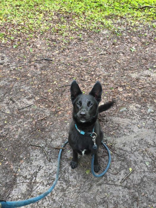 Inteligentny, piękny pies w typie owczarka niemieckiego krótkowłosego