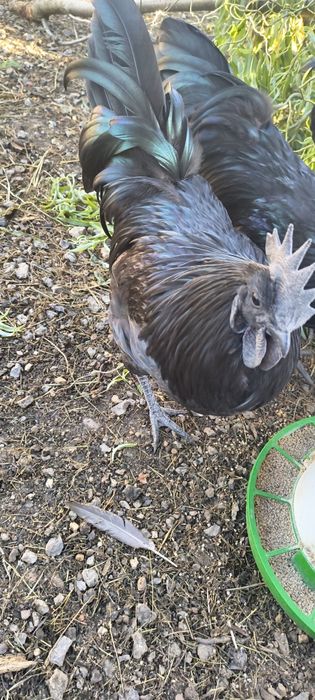 Kogut ayam Cemani