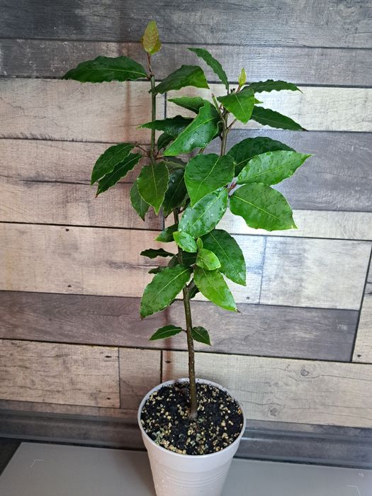 Лаврове дерево (Лавр Шляхетний)