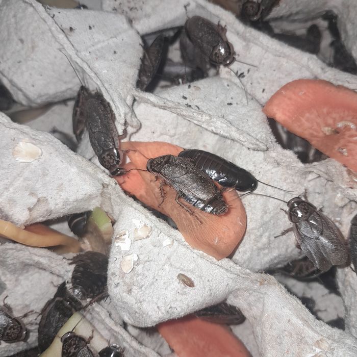 Таргани Мармурові для домашнього тераріуму