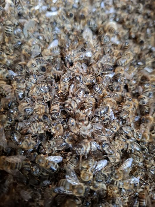 Osyp pszczeli 2026-martwe pszczoły!