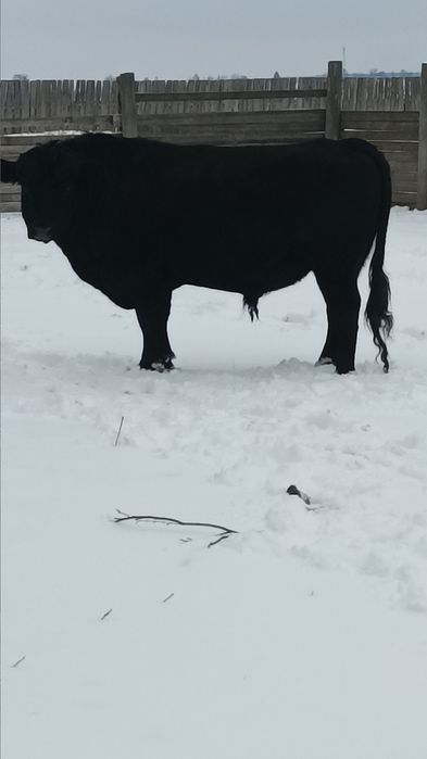 Продам бика абердина