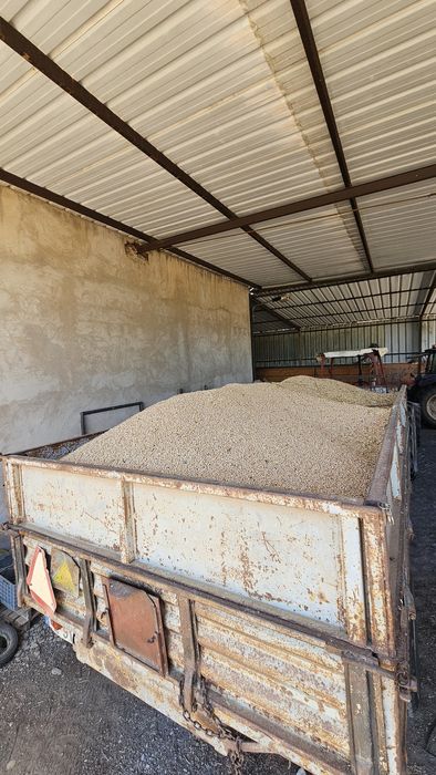 Grão-de-bico biológico