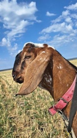 Англо-нубійський цап в'язка!