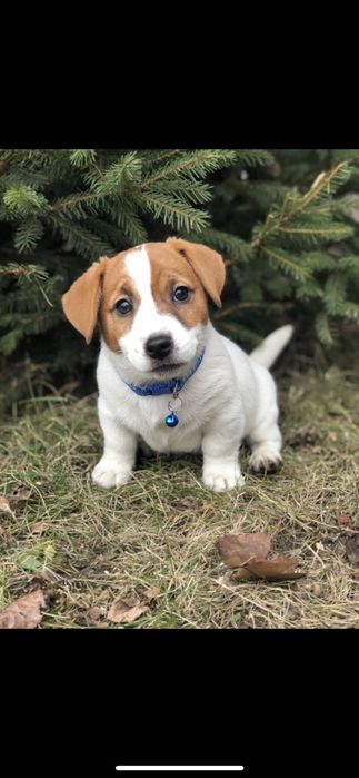 Джек Рассел терьер