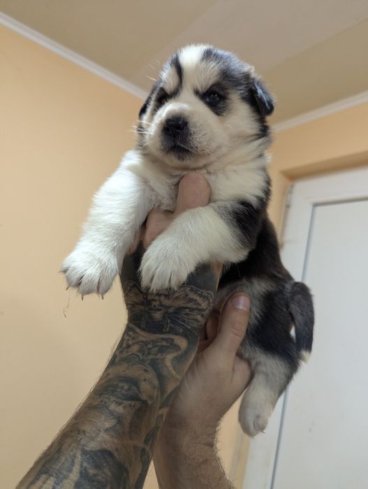 Щастя в дім - хаскі