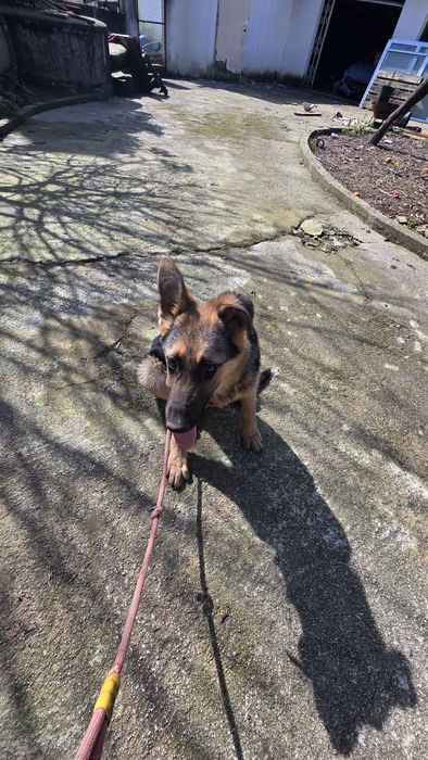 Pastor Alemão fêmea