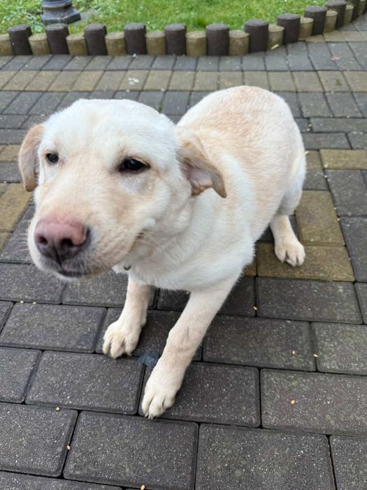 Метис лабрадор.