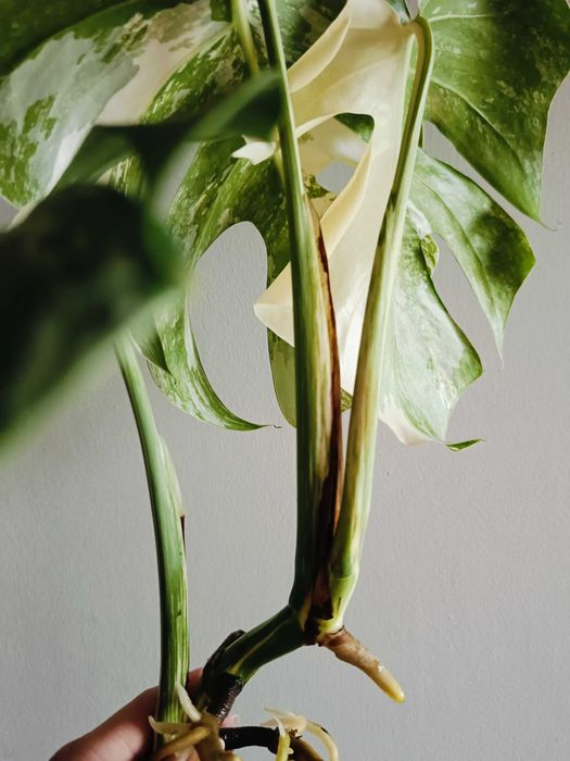 Monstera variegata - sadzonka