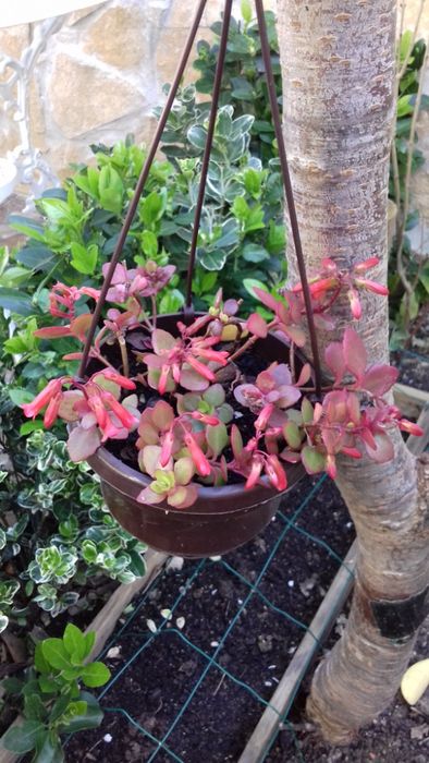 Kalanchoe manginii (Bryophyllum manginii (Ex-Kalanchoe manginii))