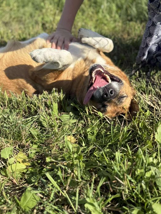 Suczka Sally szuka domu