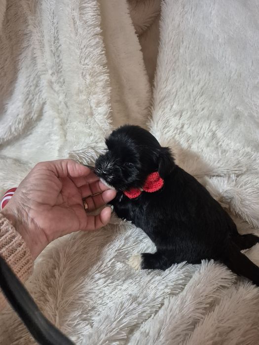 Biewer Terrier Macho Nego Criadora Registada PT 3088 FL