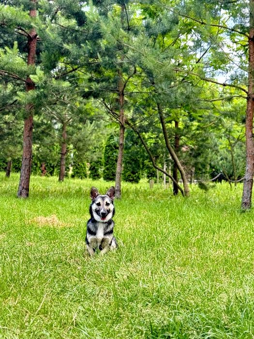 Стерилізована дівчинка шукає дім