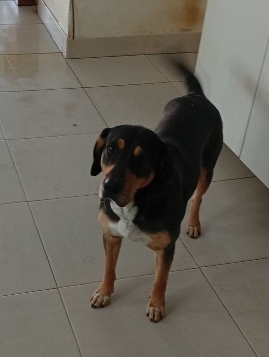 Cadela para adoção