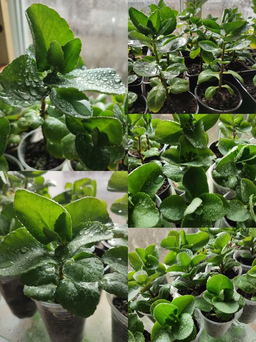 Кімнатні рослини