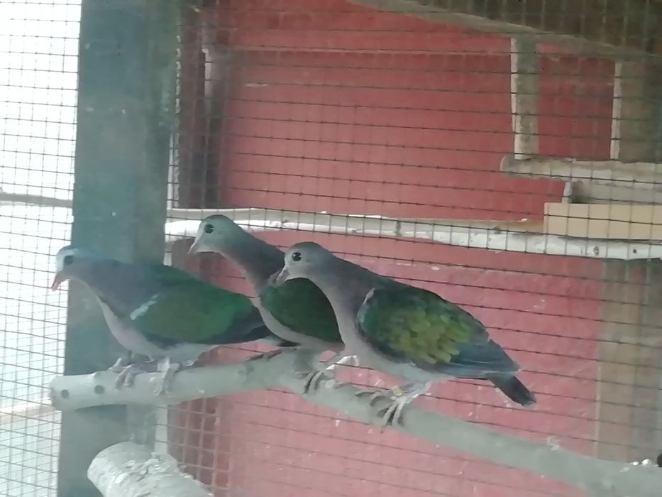 Goląbki zielonoskrzydle