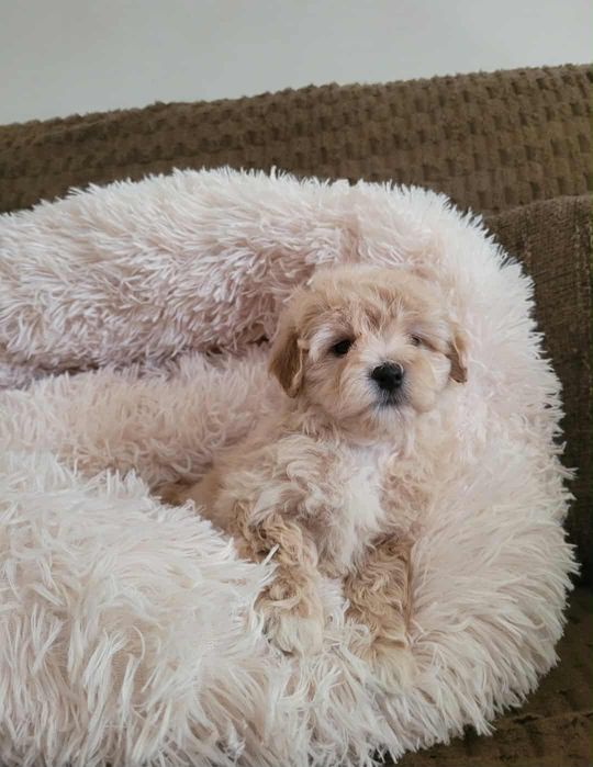 Maltipoo chlopczyk
