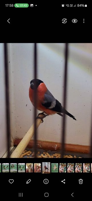 Kanarki, gil europejski 25r