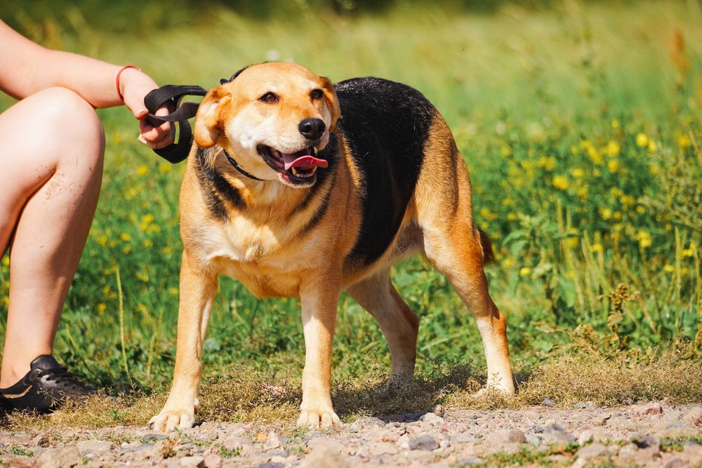 Helcia - cudowna sunia