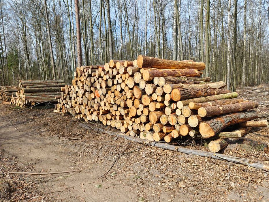 Drewno Opałowe i kominkowe