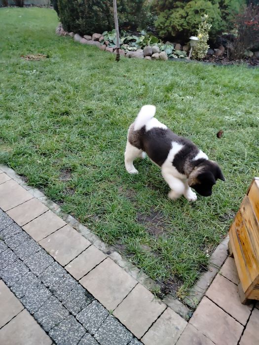 Akita Amerykańska   2,5 mca piesek