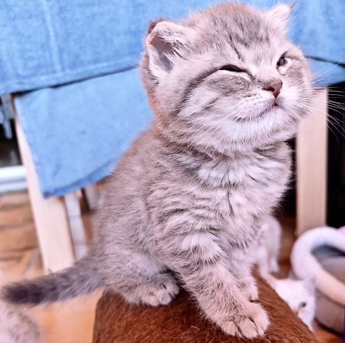 Gatinho Scottish Fold