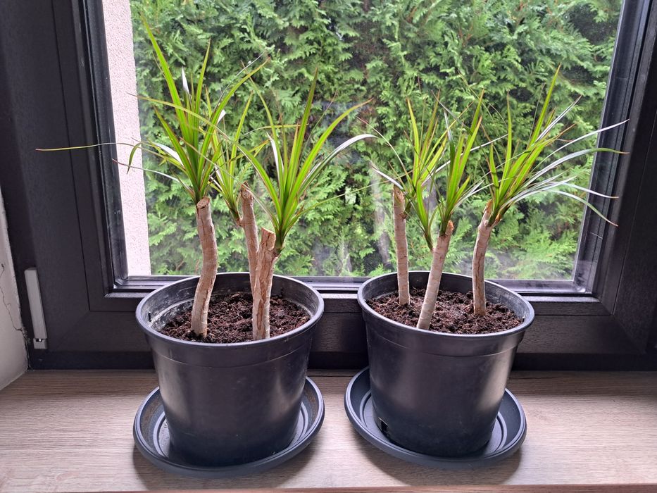 Dracena 3 sadzonki ‐ cena za 1 doniczkę