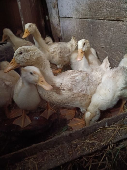 Sprzedam kaczki pekin 5 tygodniowe