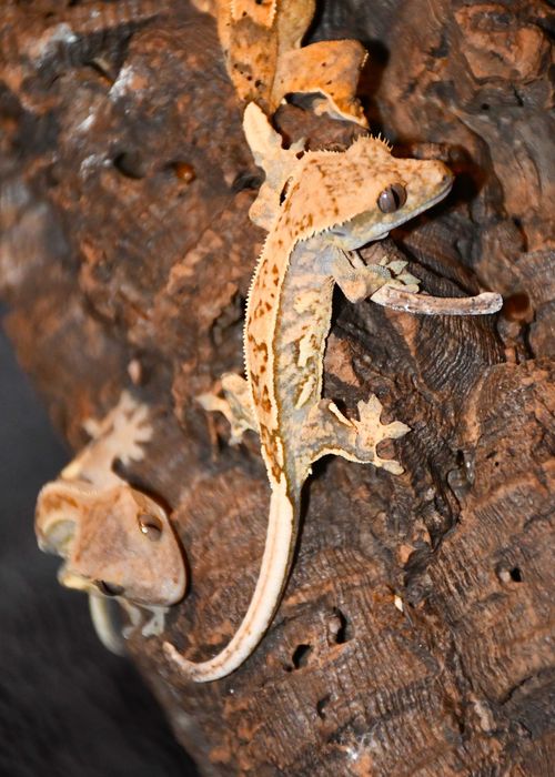 Gekon orzęsiony orzęsek młode