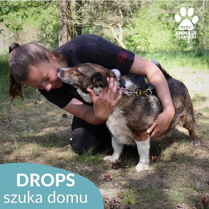 Słodziutki Drops szuka kochającego opiekuna!