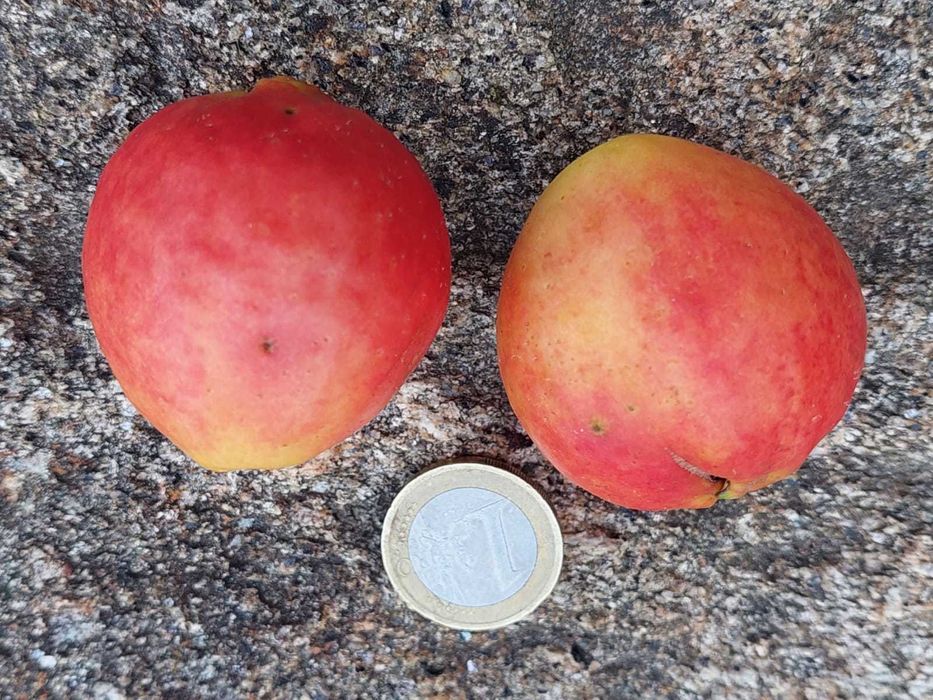 Araça Rosa Pera - Psidium Cattleyanum var. Peryforms