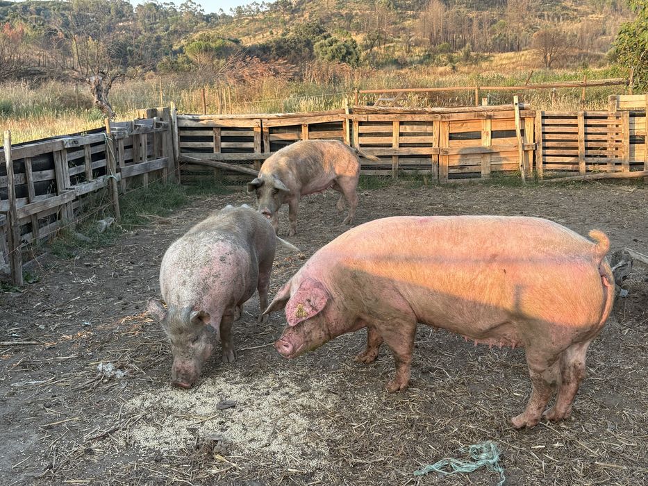 Porcas e leitões