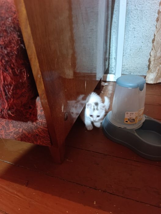 Продам шотландських кошенят
