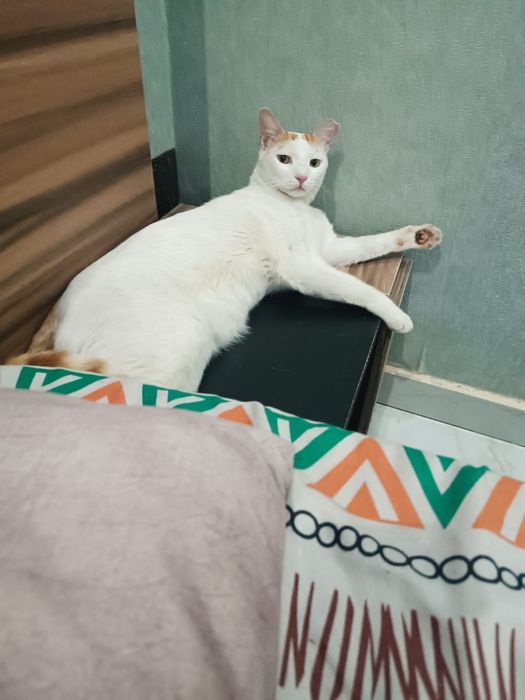 Возму вашего котика на передержку
